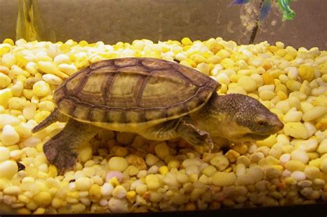 Mexican Musk Turtle Facts and Pictures