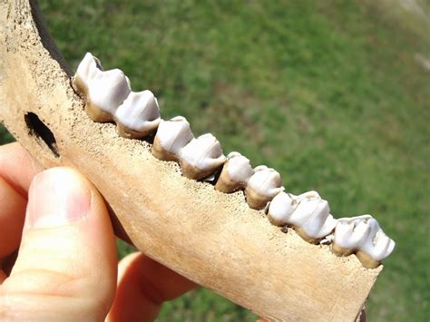 Excellent Deer Mandible with Five Teeth | Recently Sold | FOSSILS | Prehistoric Florida