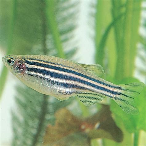 Zebra Fish (Danios), Living, Male, Pack of 12 | Carolina.com