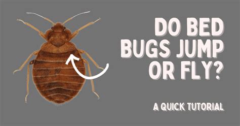 Do Bed Bugs Jump? Do Bed Bugs Fly? A Quick Tutorial!