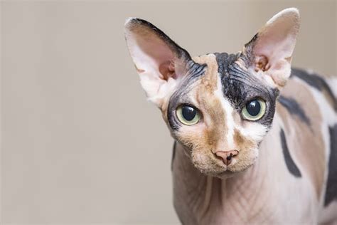 How to Care for a Sphynx Cat - Caring for Pets