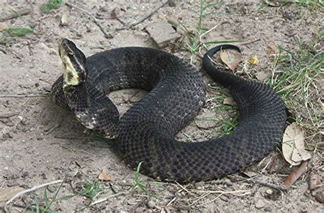 The story behind this viral photo of a squirrel eating a snake at a ...