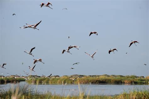 Feature: Nature reserves in war-ravaged Yemen face risk of abandonment ...