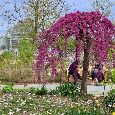 Weeping eastern redbud (Cercis canadensis ‘Covey’ (Lavender Twist)) is a bright ooo of color ...