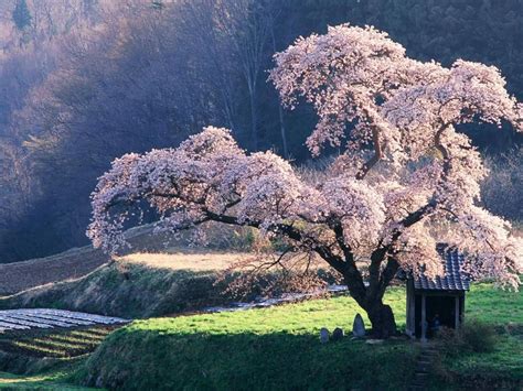 EL ÁRBOL DE CEREZO O SAKURA, DE MUY BELLAS FLORES