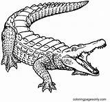 Alligator Coloring Pages Printable For Free Download sketch template