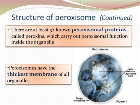 Peroxisome Function And Location