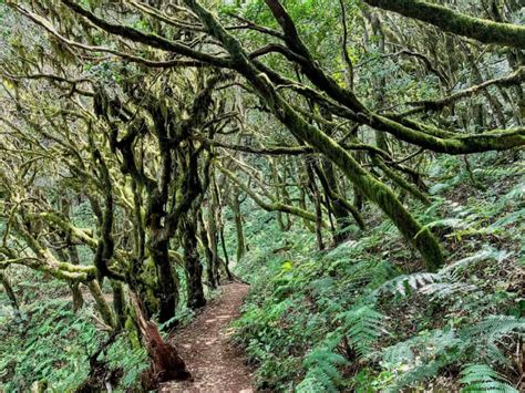 Best Hiking on La Gomera: Top 13 Hikes