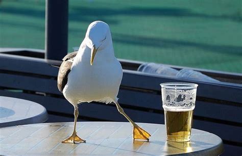 Funny Animals: Funny Seagull Pictures