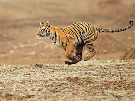 Madhya Pradesh Wildlife Tour Packages | Shikhar Travels