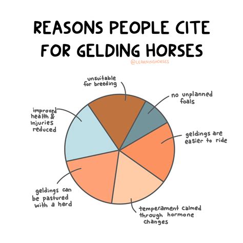 What is a Gelding? Understanding Horse Terms | LearningHorses.com