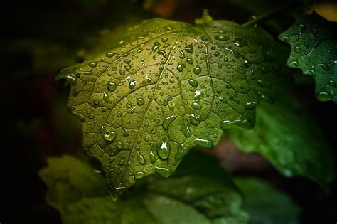 water, Drop, Leaf, Nature, Drops, Rain, Bokeh Wallpapers HD / Desktop ...