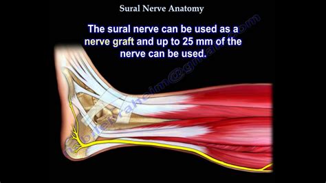 Sural Nerve Anatomy - Everything You Need To Know - Dr. Nabil Ebraheim - YouTube