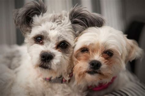 Maltese Dog Haircut Styles - which haircut suits my face