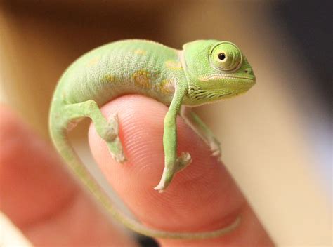 Yoda on Pinky Finger - 3 weeks old | Baby chameleon, Chameleon pet, Cute reptiles