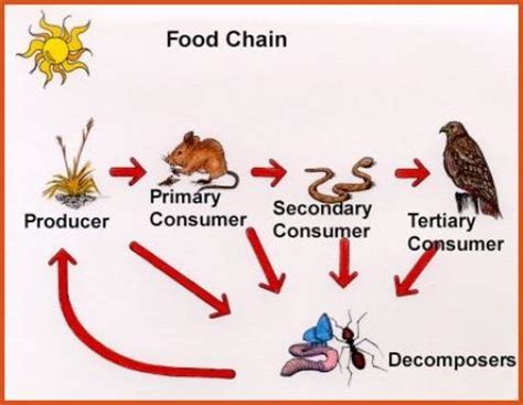 Food Chain in a Desert - Ecosystems and Biomes - 4C