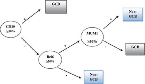 Hans algorithm for DLBCL subtyping. | Download Scientific Diagram