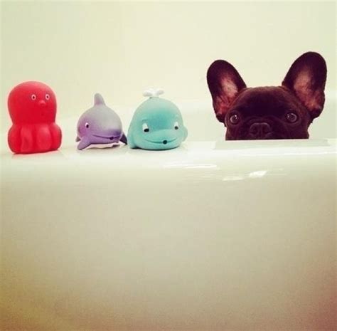 12 Reasons Why You Should Never Own French Bulldogs