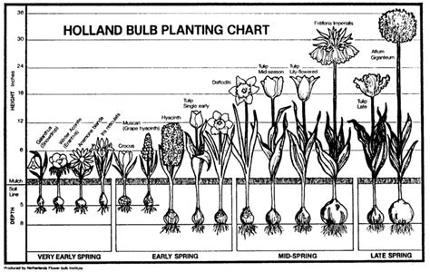 Plant Bulb Identification Chart | Bulb Planting Chart | Planting bulbs ...