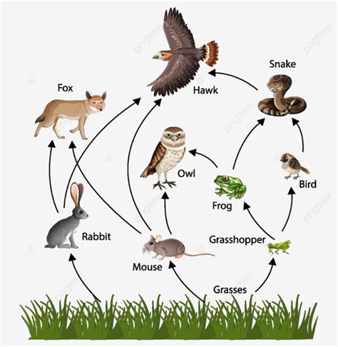 Food Chain Concept Diagram Grasshopper Fox Idea Vector, Grasshopper ...