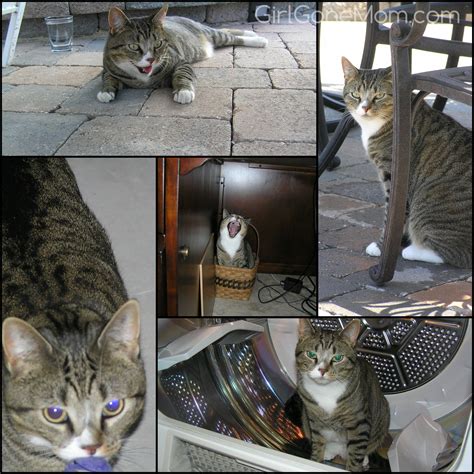 Our (Cat) Adoption Story