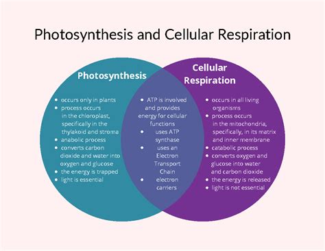 Photosynthesis Diagram