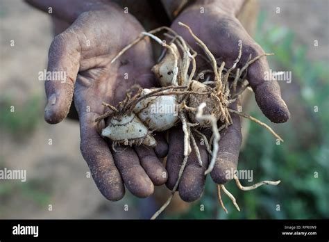 San bushman food hi-res stock photography and images - Alamy