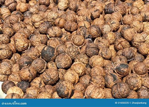 Walnut fruit stock image. Image of fruit, food, closeup - 31650235