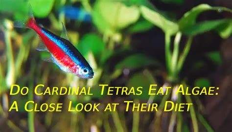 Do Cardinal Tetras Eat Algae: A Close Look at Their Diet - Tetra Fish Care