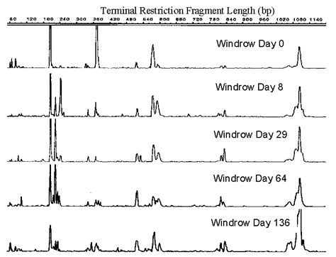 Illustrative electropherograms of the 5' T-RFLP of HhaI digested 16S ...