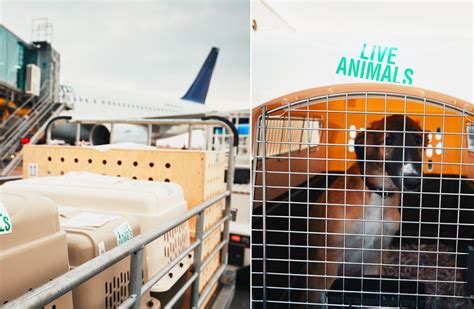 Airport Staff Care for Dogs Exiting Plane, Delighting Viewers—'How ...