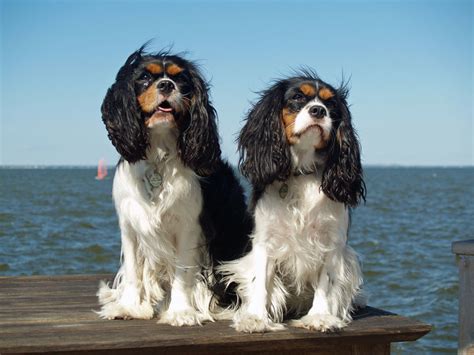 Cavalier King Charles Spaniel | Carattere, Caratteristiche e Misure