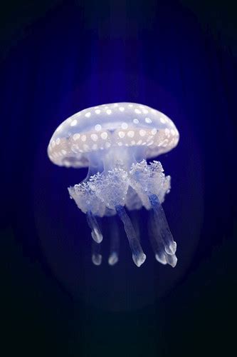 It's A Jelly - iPhone Lock Screen Wallpaper | Peter Kemmer | Flickr