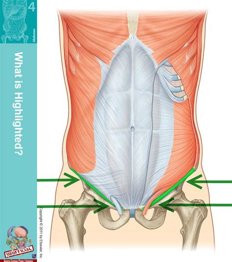 Inguinal Ligament Anatomy Function And Diagram Body Maps | Porn Sex Picture