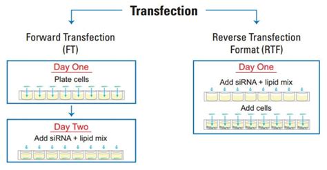 Transfection - Applications