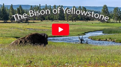 The Bison of Yellowstone - YouTube