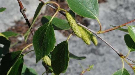 Betula pubescens: Sistematica, Etimologia, Habitat, Coltivazione ...