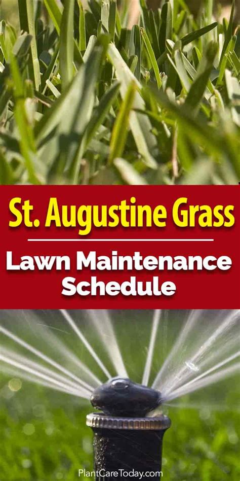 St Augustine Grass Care: Florida Fertilizer Lawn Maintenance Schedule