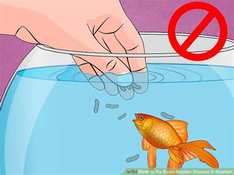 3 Ways to Fix Swim Bladder Disease in Goldfish - wikiHow