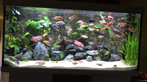 Best African Cichlid Aquascape - Aquascape Ideas