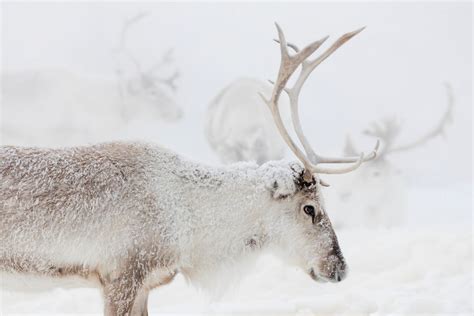 Reindeer Facts & Fun - Year of the Reindeer | Visit Finnish Lapland