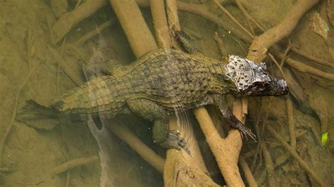 Spectacled Caiman | BirdForum