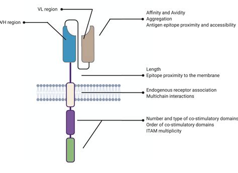 The structure of CAR-T cells - ProteoGenix