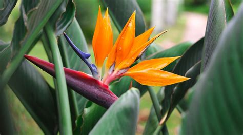 6 Bird of Paradise Varieties for Your Indoor and Outdoor Garden