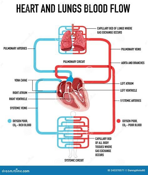 Diagram Showing Heart and Lungs Blood Flow Stock Vector - Illustration ...