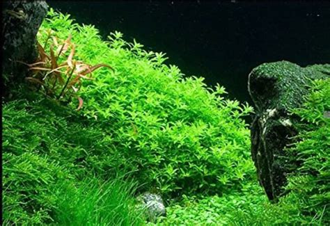 15 stems pearl weed live aquarium plants free s/h | Etsy