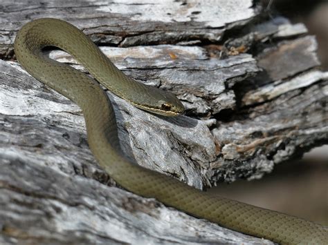 White-lipped Snake (Drysdalia coronoides) - Tomahawk, Tasmania