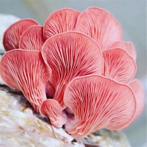 Annric Natural Pink Oyster Mushroom Spawn, Packaging Size: 1kg at Rs 100/kilogram in New Delhi