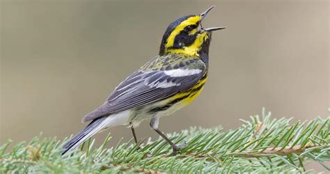 Warbler Identification? | Backcountry Gallery Photography Forums