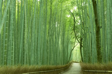 [SALE] Sagano Bamboo Grove and Arashiyama Walking Tour with Yakatabune ...